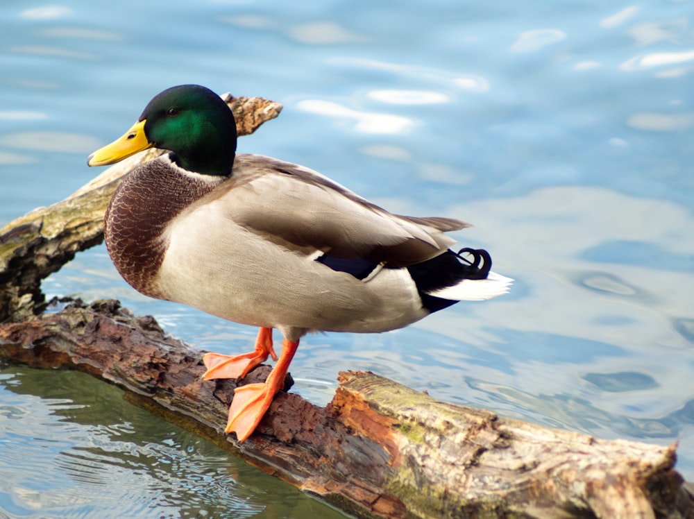 a duck standing on a log in the water