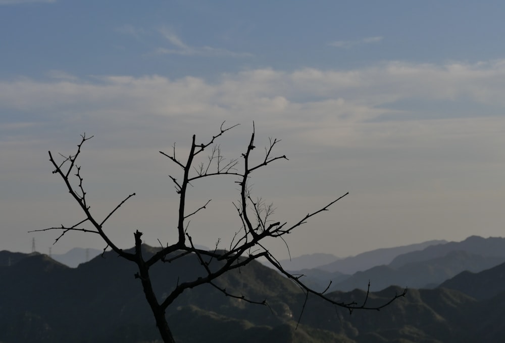 a bare tree in the foreground with mountains in the background