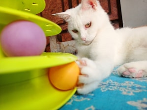 A white cat is playing with a toy that has colorful balls inside. The background includes a textured surface and some indoor elements.