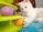 A white cat is playing with a toy that has colorful balls inside. The background includes a textured surface and some indoor elements.