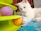 Content cat playing with colorful interactive toy at home