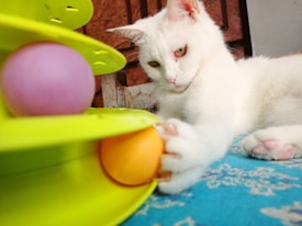 A white cat is playing with a toy that has colorful balls inside. The background includes a textured surface and some indoor elements.