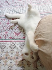 A playful cartoon cat lounging happily with a paw raised.