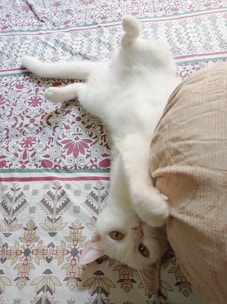 A playful cartoon cat lounging happily with a paw raised.