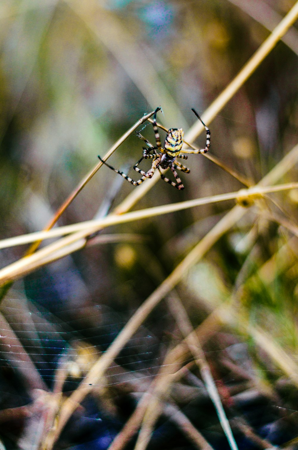 a spider crawling on a plant in a forest