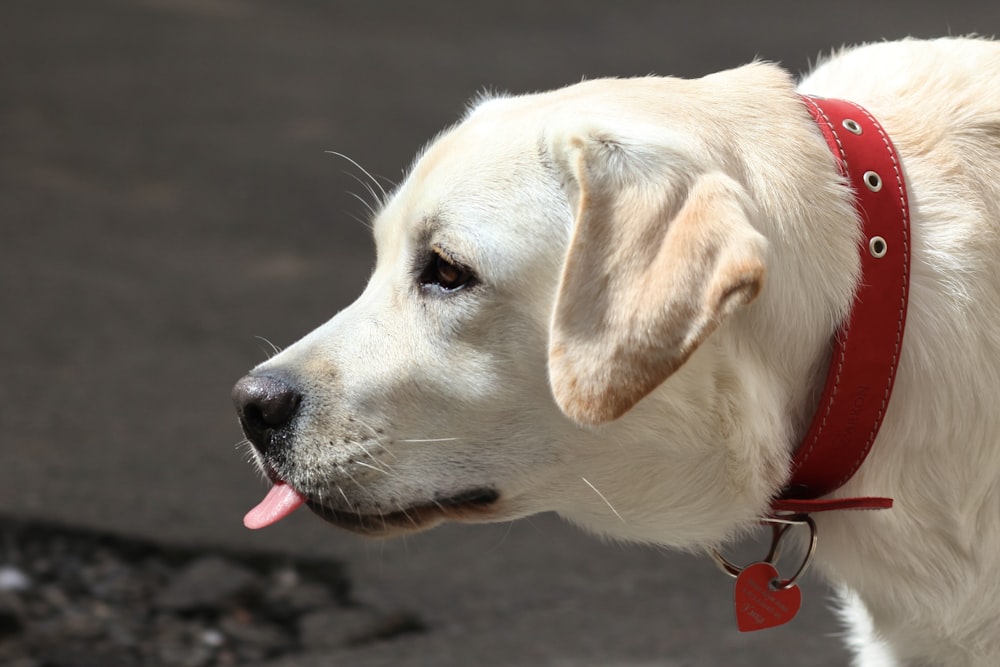 a close up of a dog wearing a red collar