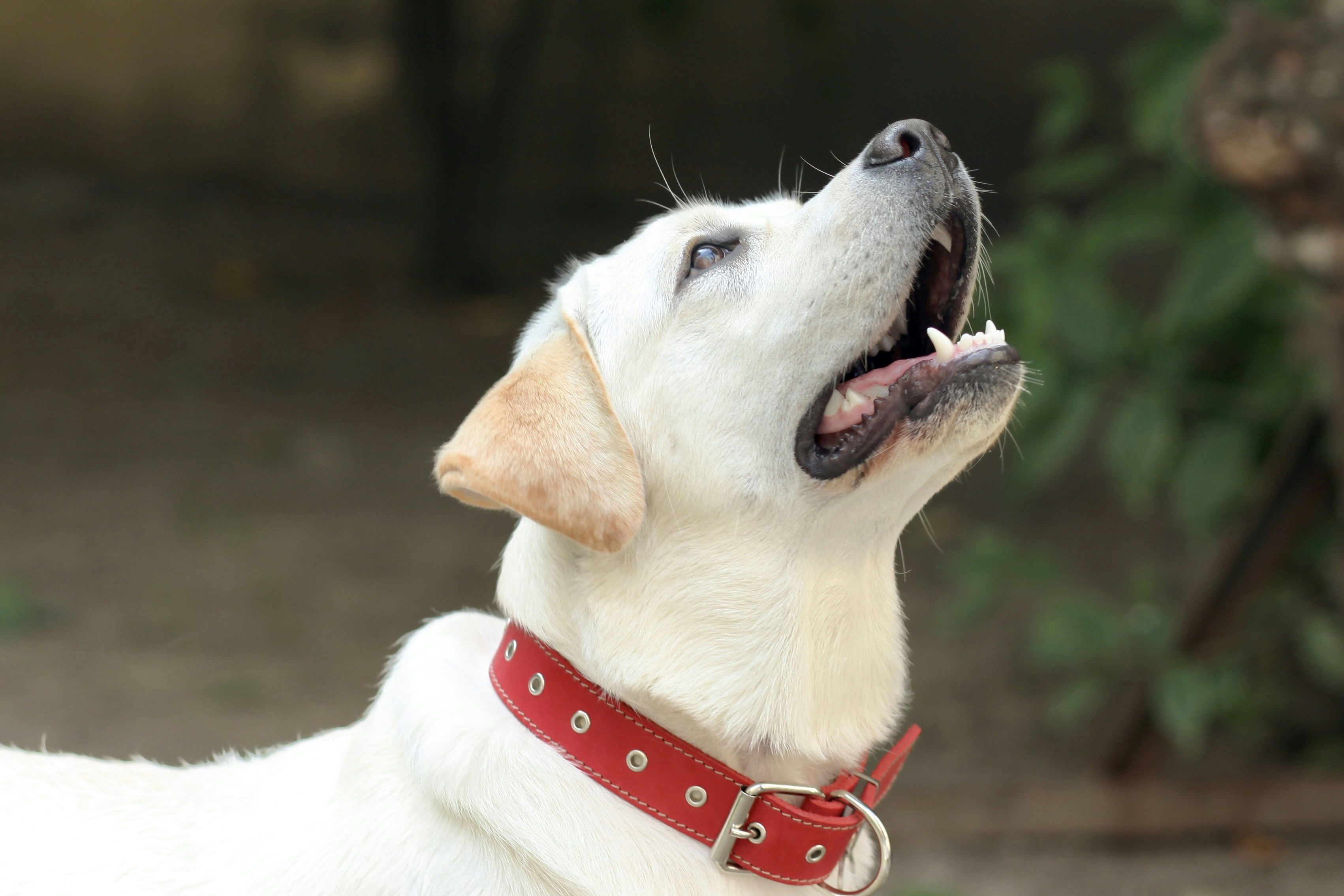 Best Dog Training Collars