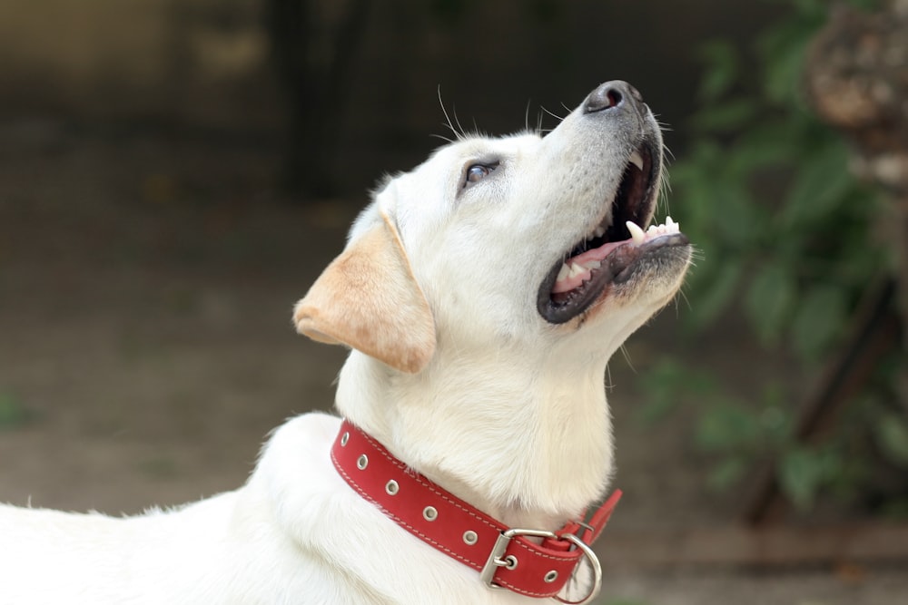 a close up of a dog with its mouth open