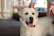 A happy dog being cared for by a veterinarian at a clinic.