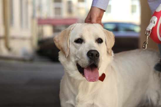 A happy Labrador Retriever with a light-colored coat sits calmly, panting slightly with its tongue out. The dog's ears are perked up, and it is being petted by a person above its head. The background is slightly blurred, indicating an outdoor urban setting.