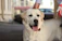 A happy dog sitting calmly next to its owner during an online training session.