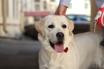 A happy Labrador Retriever with a light-colored coat sits calmly, panting slightly with its tongue out. The dog's ears are perked up, and it is being petted by a person above its head. The background is slightly blurred, indicating an outdoor urban setting.