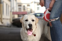 A yellow Labrador Retriever with a happy expression and tongue out stands on a street. The dog wears a red heart-shaped tag on its collar. A person in blue ripped jeans holds a red retractable leash attached to the dog's collar. The background is blurred, showing an urban environment with buildings.