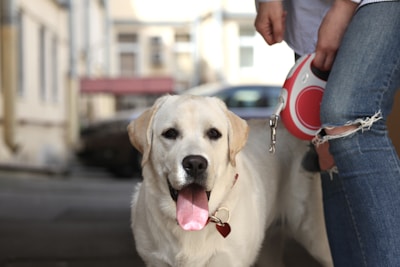 A yellow Labrador Retriever with a happy expression and tongue out stands on a street. The dog wears a red heart-shaped tag on its collar. A person in blue ripped jeans holds a red retractable leash attached to the dog's collar. The background is blurred, showing an urban environment with buildings.