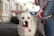 A yellow Labrador Retriever with a happy expression and tongue out stands on a street. The dog wears a red heart-shaped tag on its collar. A person in blue ripped jeans holds a red retractable leash attached to the dog's collar. The background is blurred, showing an urban environment with buildings.