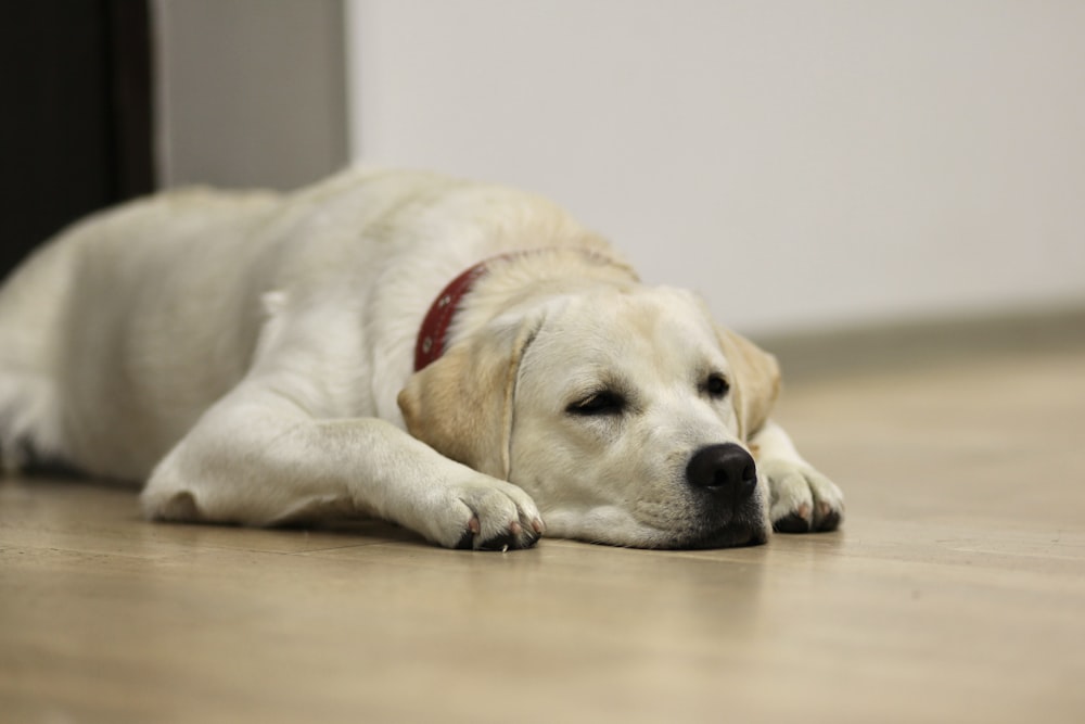 un cane sdraiato sul pavimento con la testa sul pavimento