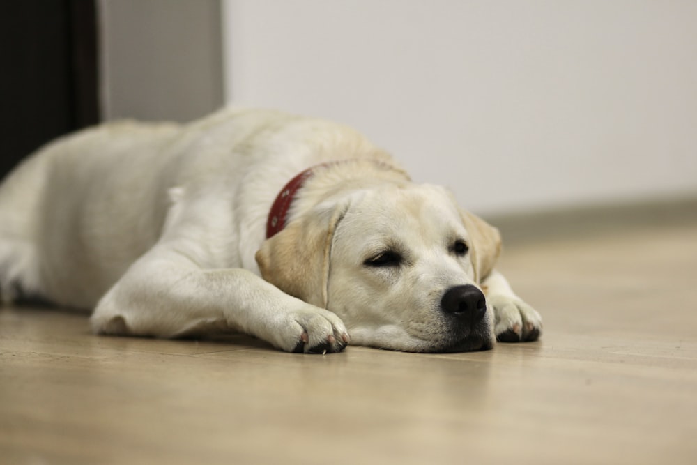 a dog laying on the floor with its head on the floor