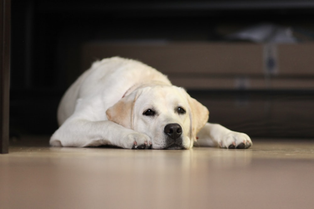 a white dog laying on the floor next to a couch