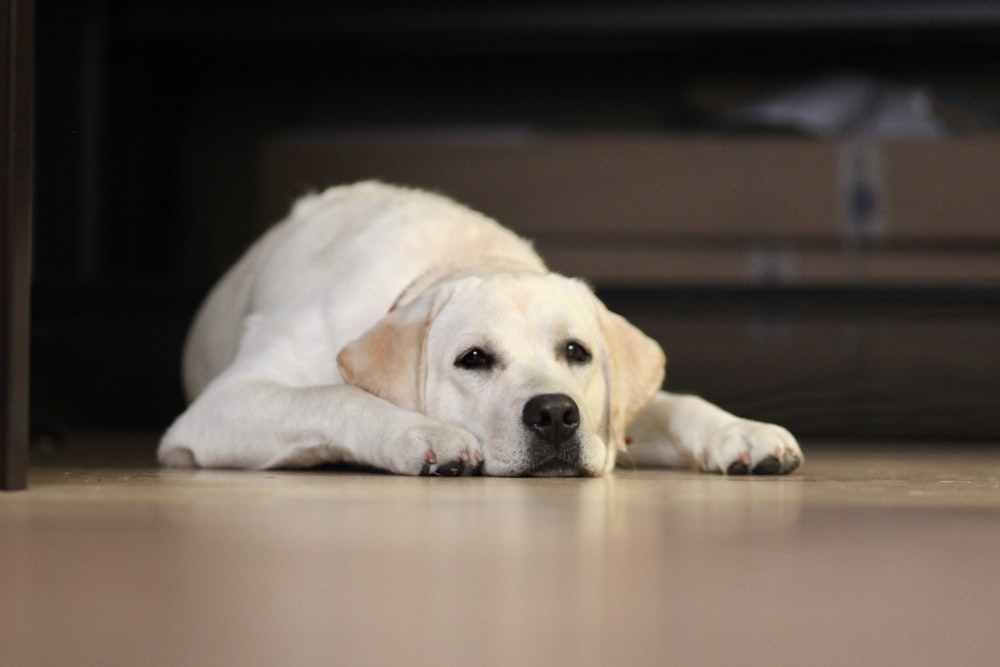 un cane bianco sdraiato sul pavimento accanto a un divano