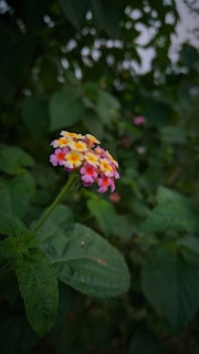 A close-up of a vibrant lantana flower displaying a mix of pink, yellow, and orange hues. The flower stands out against a backdrop of lush green foliage, with several leaves clearly visible.