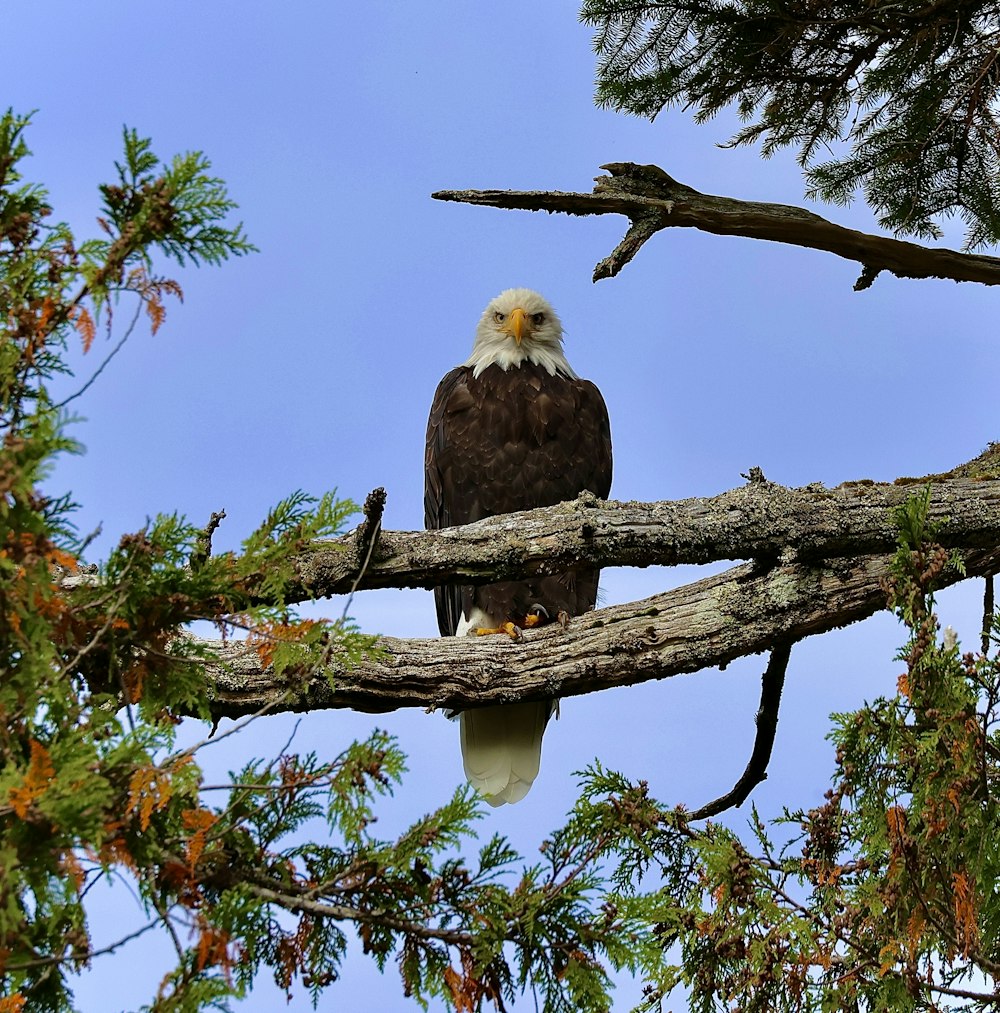 a bald eagle perched on a tree branch