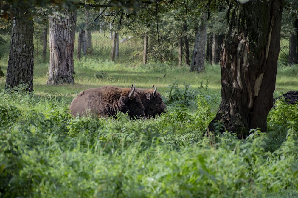 a bison standing in the middle of a forest