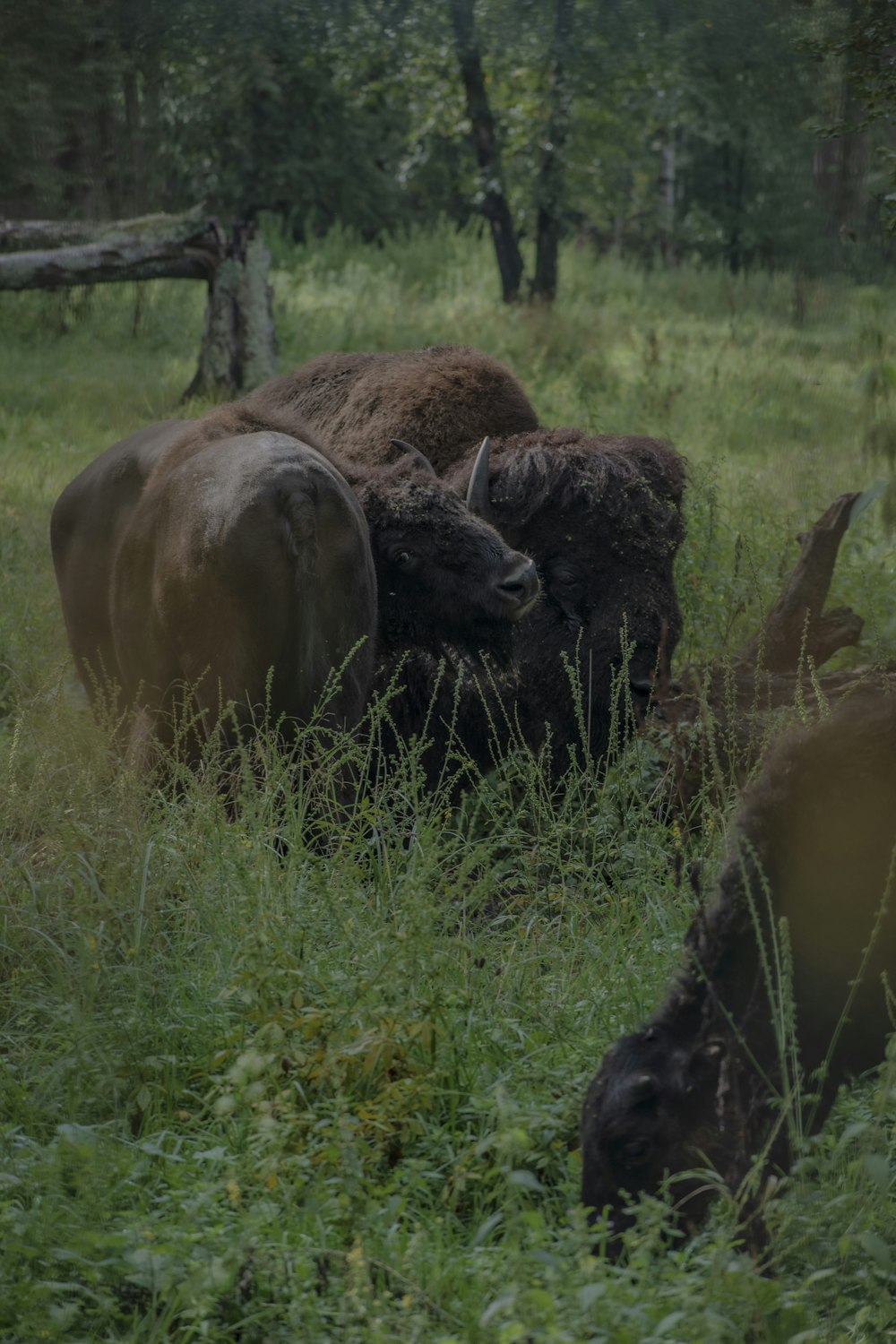a herd of buffalo grazing on a lush green field
