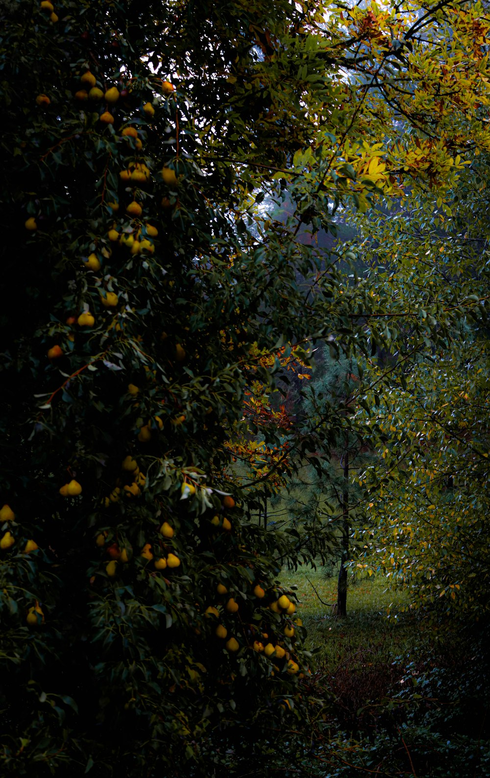 a tree filled with lots of oranges next to a forest