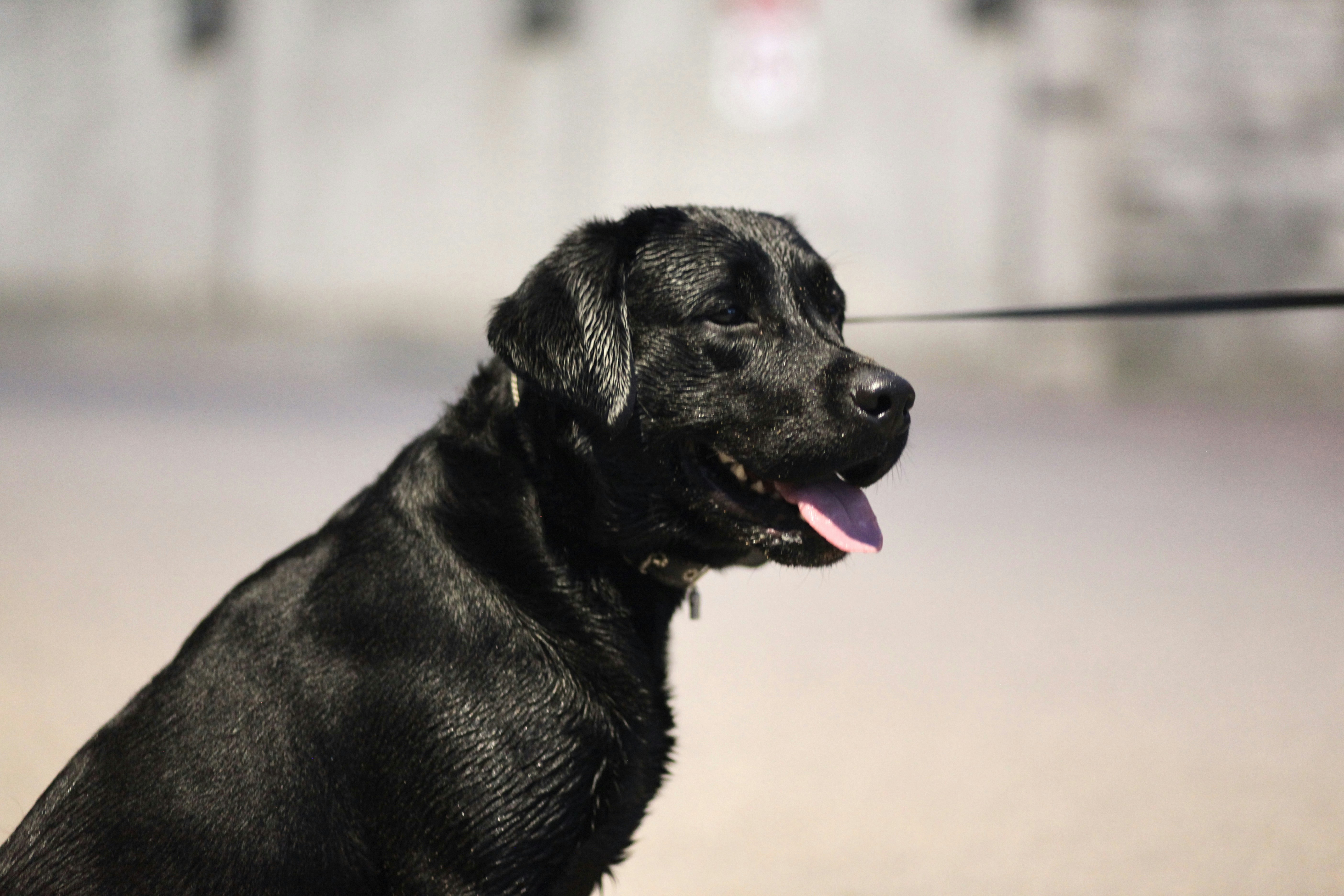 Black labrador retriever with his tongue out