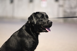 A black Labrador Retriever with a shiny, wet coat is sitting and facing to the right. The dog has its mouth open with its tongue out, appearing content and relaxed. There is a leash attached, and the background is blurred, indicating an outdoor setting.