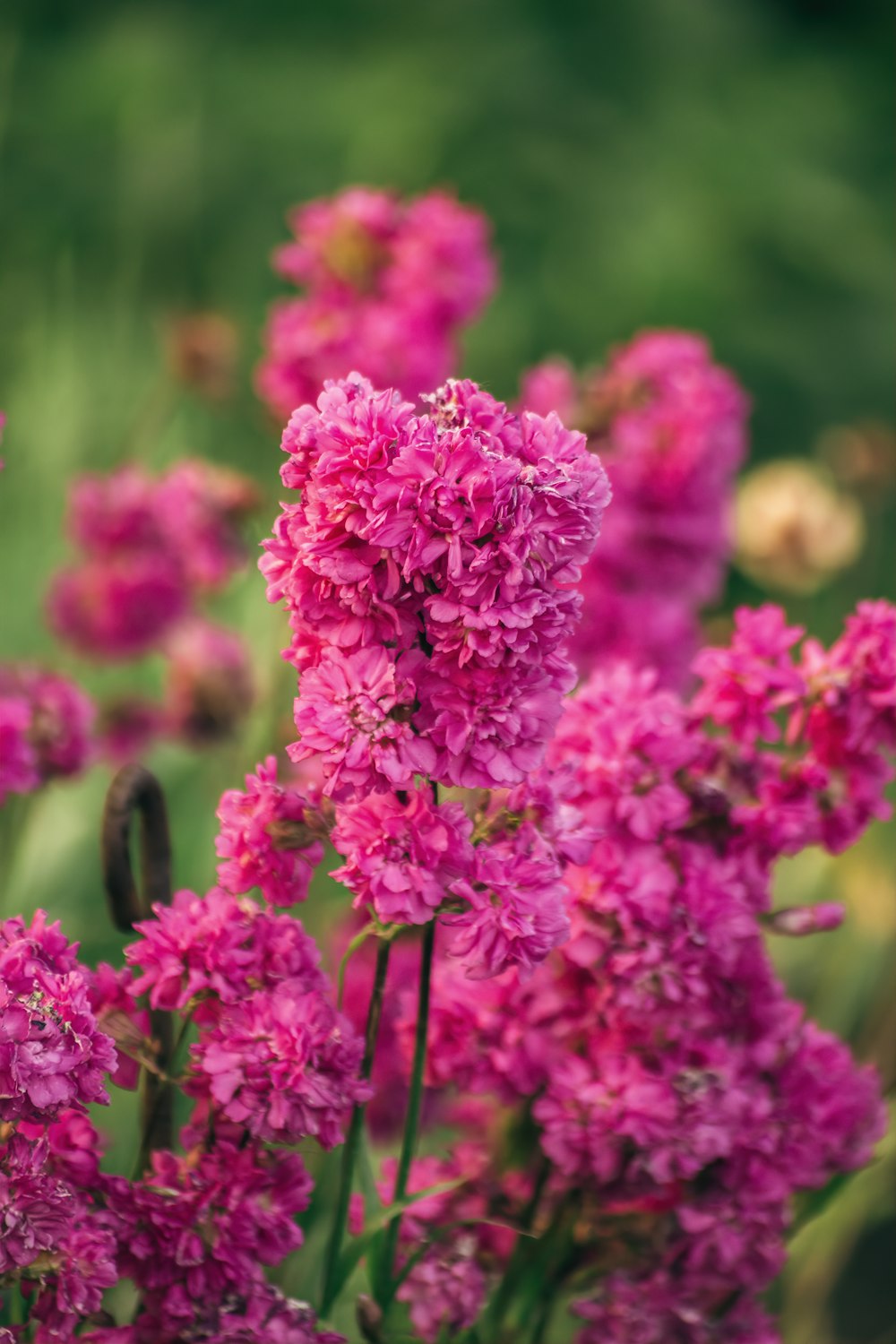 a bunch of pink flowers in a field