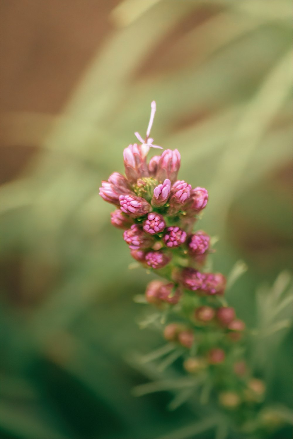 a close up of a pink flower with blurry background