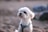 A small, fluffy white dog wearing a teal harness sits attentively with a blurred, earthy background.