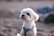 A small, fluffy white dog wearing a teal harness sits attentively with a blurred, earthy background.