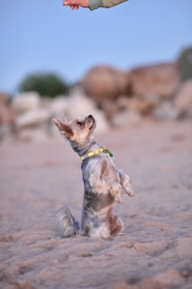 a small dog standing on top of a sandy beach