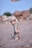 A small dog stands on its hind legs in a playful stance on a sandy beach. The dog appears to be looking up at a human hand extending towards it, possibly offering a treat or toy. In the background, there are blurred rocks and greenery, with a clear blue sky above.