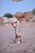 A small dog stands on its hind legs in a playful stance on a sandy beach. The dog appears to be looking up at a human hand extending towards it, possibly offering a treat or toy. In the background, there are blurred rocks and greenery, with a clear blue sky above.