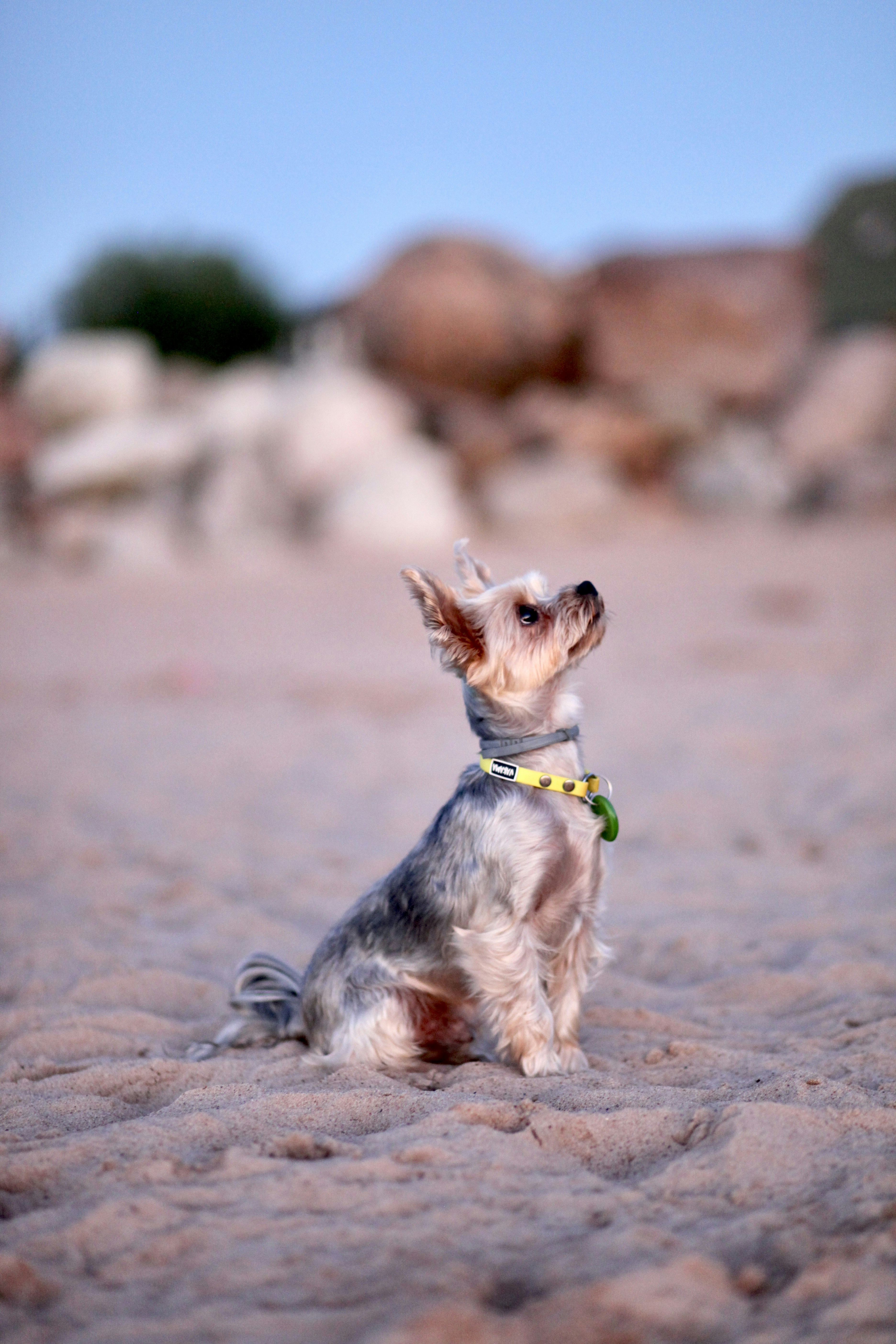 ein kleiner Hund, der auf einem Sandstrand sitzt