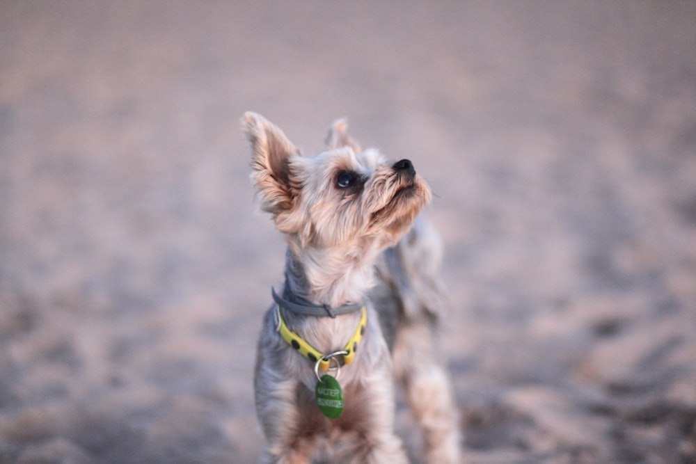 a small dog standing on top of a sandy beach