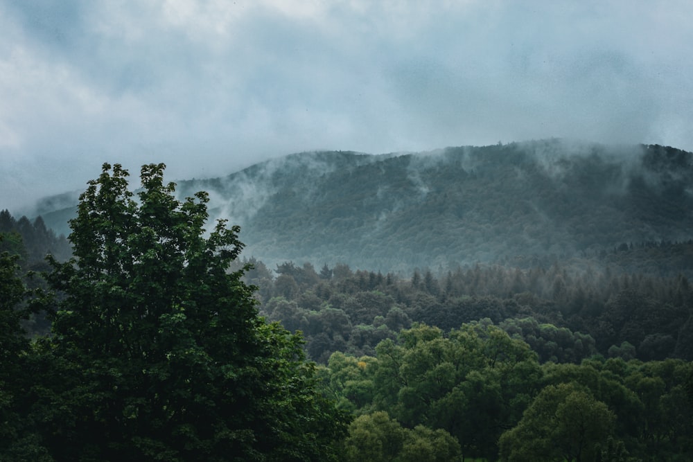 a view of a mountain range with trees in the foreground