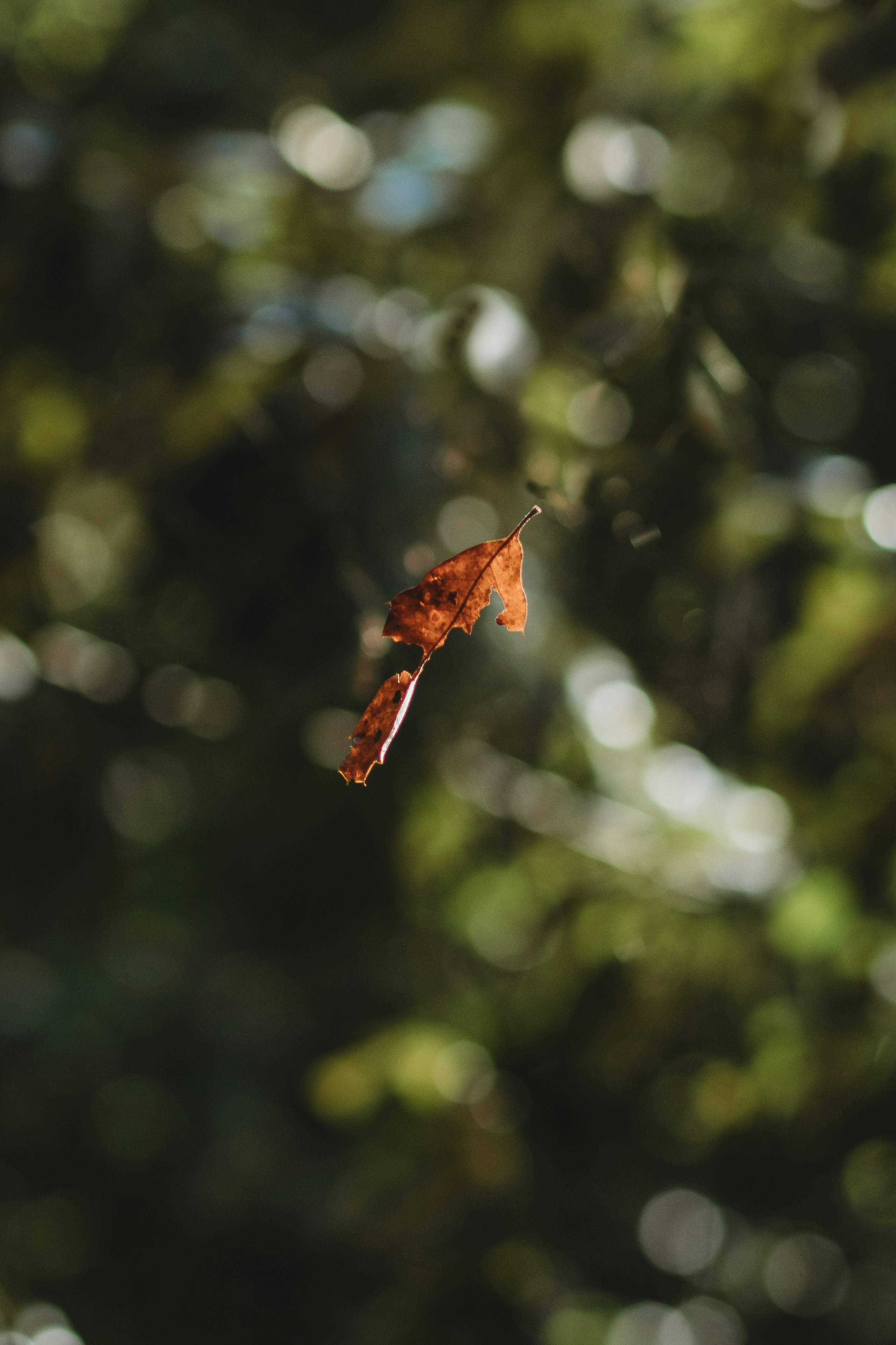 Photo by sallywilliams