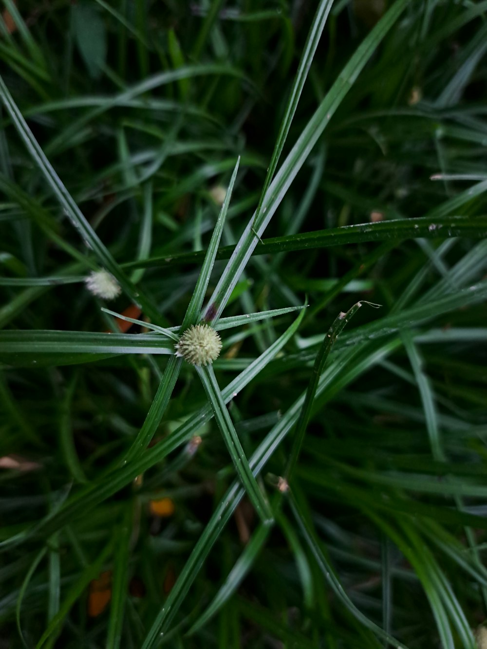 a close up of a green grass with small white flowers
