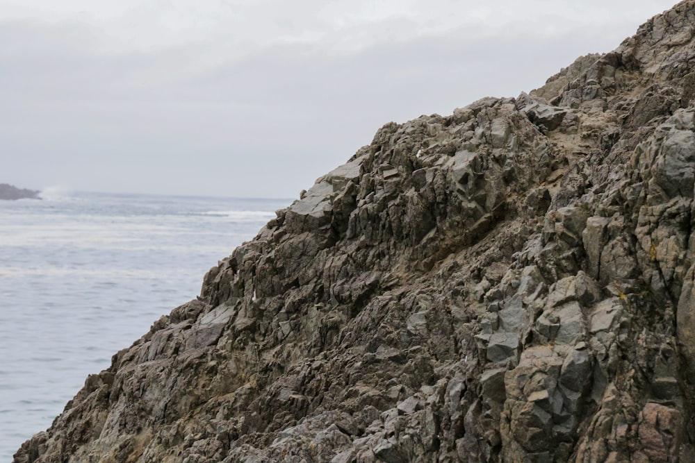 a bird sitting on a rock near the ocean