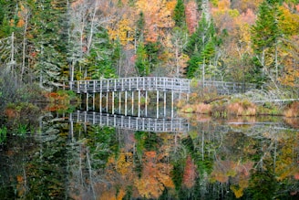 a wooden bridge over a body of water surrounded by trees