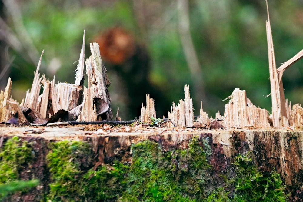 a close up of a tree stump with moss growing on it