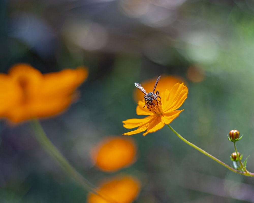 a bee is sitting on a yellow flower