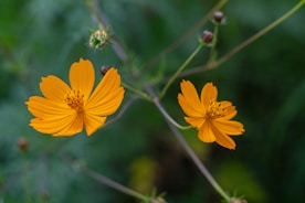 a couple of yellow flowers sitting on top of a lush green field