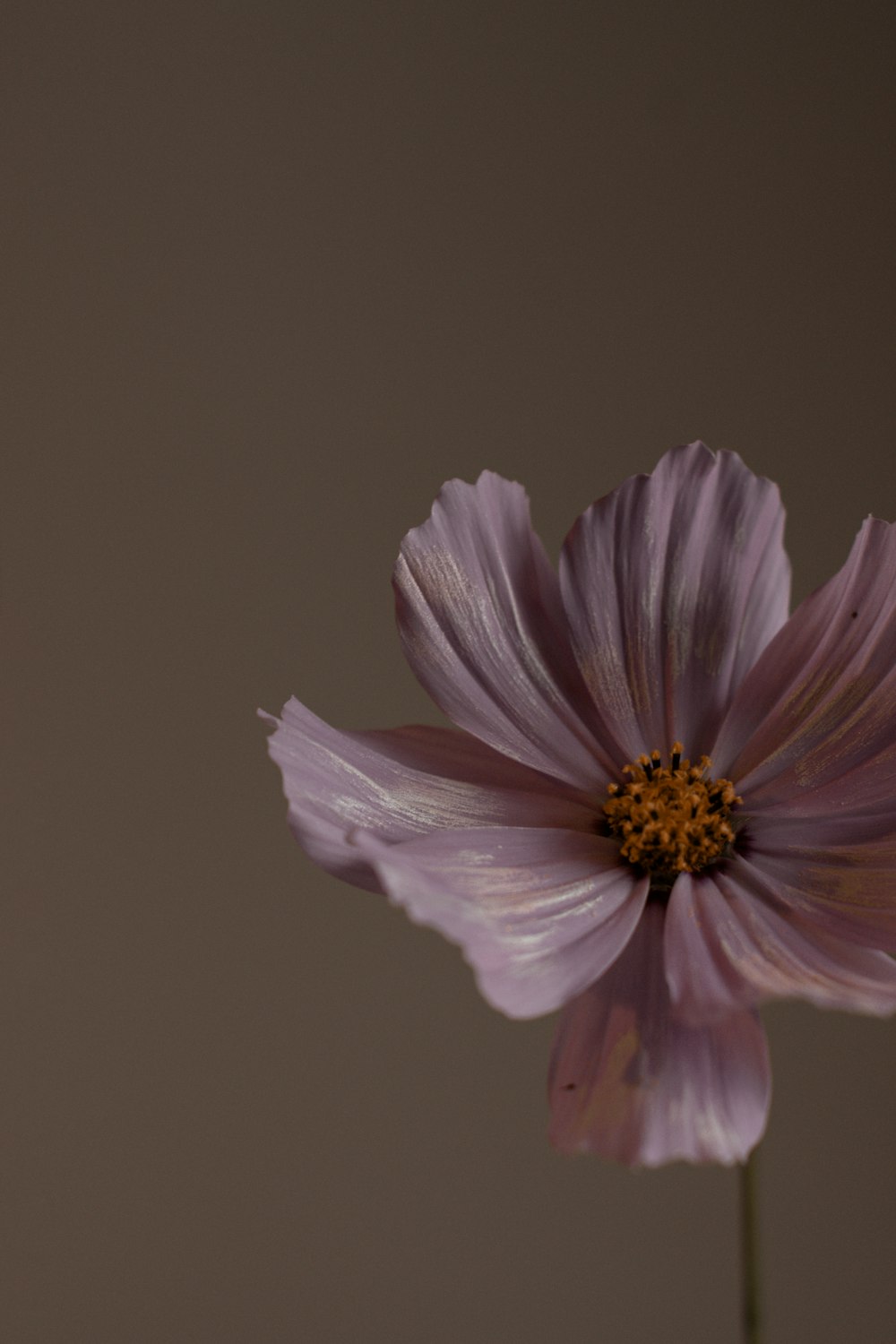 eine einzelne lila Blume in einer Vase auf einem Tisch