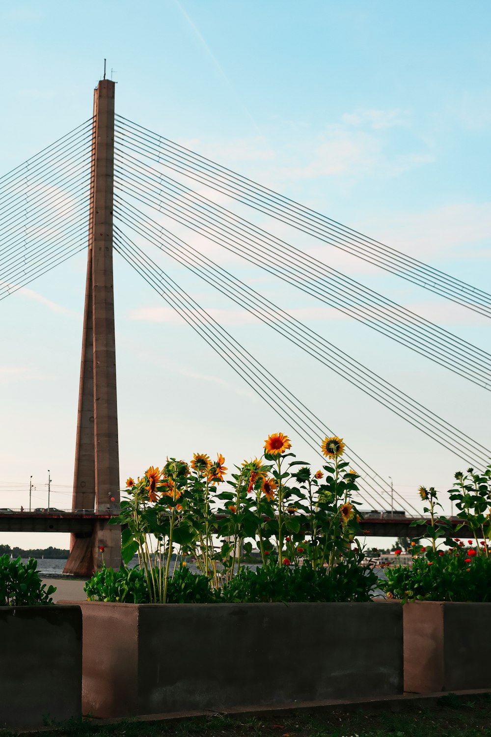 a view of a bridge with a bunch of sunflowers in the foreground