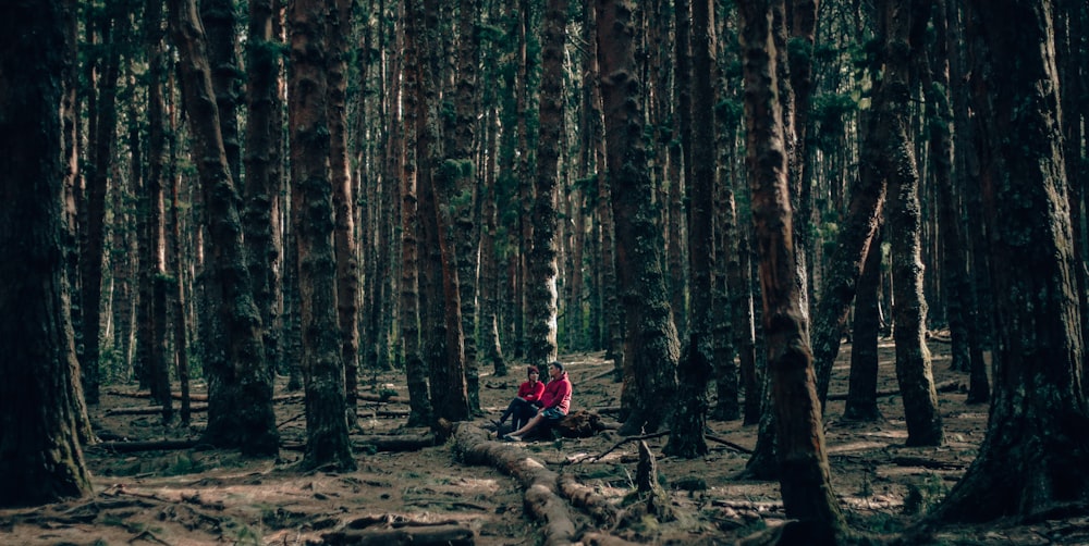 a person sitting on a log in the middle of a forest